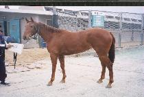 ���Ʈ���� (GOLD TRAIN) ����