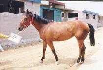 ������ (TAEJEHAK) ����