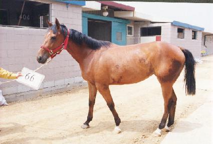 ������ ����