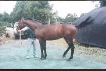 ������ (CH��ALGOMU) ����