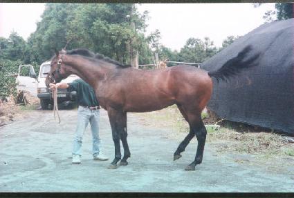 ������ ����