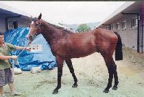 ���ѻ� (PUK��ANSAN) ����