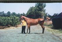 ǳ�� (P��UNGSAN) ����