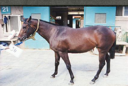 ������ ����