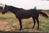 �Ҳɵ��� (PULKKOTTORI) ����