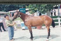 Ž�縮 (T��AMLURI) ����