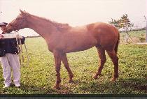 ������ (SHINJEWANG) ����