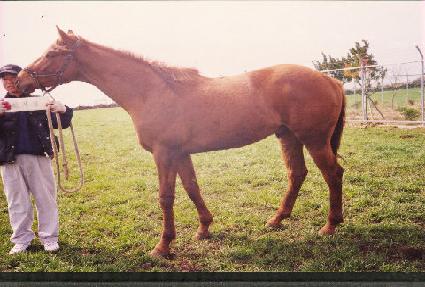 ������ ����