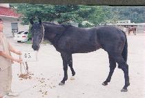 ����Ÿ (MOVIE STAR) ����