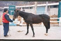 �ɽ�Ÿ (QUESTA) ����