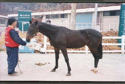 �ɽ�Ÿ ����