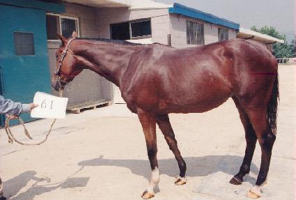 �ϸ��ī ����