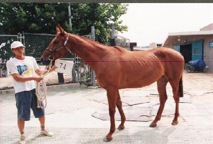 ����� ����