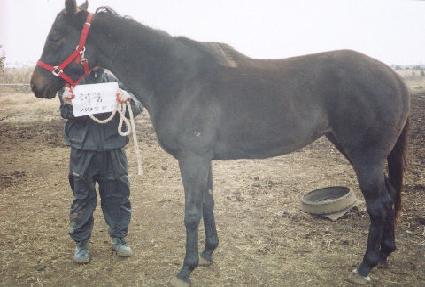 ��ǳ ����