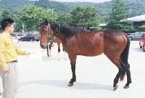 �ѱ� (HANGIL) ����