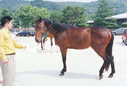 �ѱ� ����