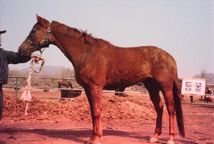 ��� ����