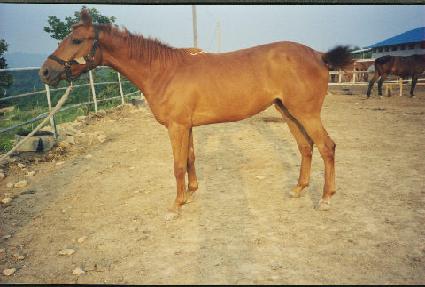 ������ ����