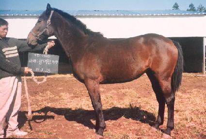 õ�ϼ� ����