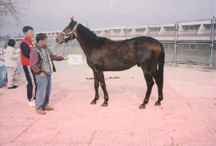 �罺���� ����