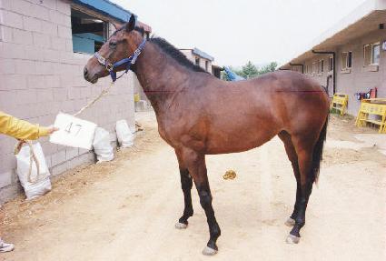 �޳��� ����