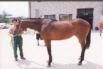 ���� (INHAE) ����