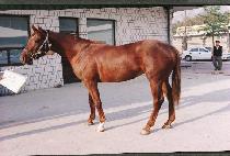 �ű��屺 (SHINKI CHANGGUN) ����