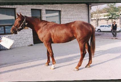 �ű��屺 ����