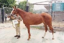 �ֵ��� (CHUDONGJA) ����