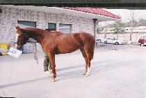 ���İ� (SUNSHIKKAN) ����