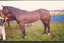 ��纸�� (GOLDEN BOY) ����