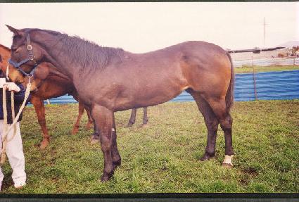 ��纸�� ����