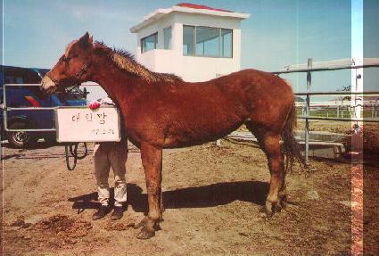 ����� ����