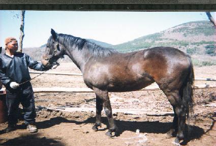 ������Ʈ ����