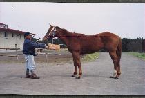 ����õ�� (MURIM CH��EONHA) ����