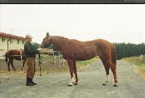 �л��� (HAKSAWI) ����