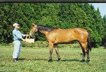 �շ� (LONG RUN) ����