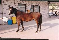 ������ (CHORIBONG) ����