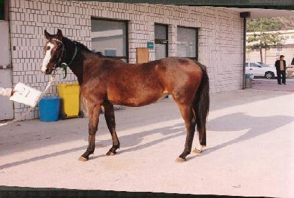 ������ ����