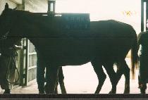 �ö�����ڸ� ����