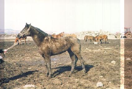 ��� ����