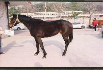 ����� (SAEYONGSA) ����