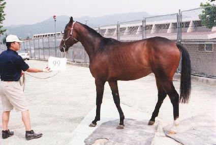 ����� ����