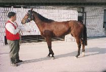 ������� (MEOTCHIN MOSEOP) ����