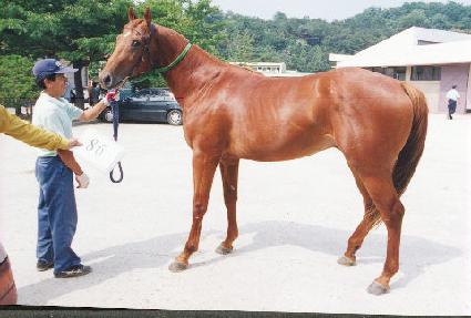 ������ ����