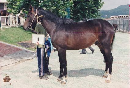 ������ ����