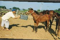 ���鸮������Ƽ���ڸ� ����