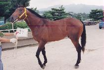 �̾������ (IEORA CHEONT��ONG) ����