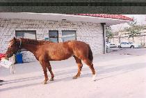 ���ǵ帮�� (SPEED LEADER) ����