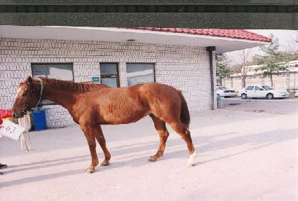 ���ǵ帮�� ����